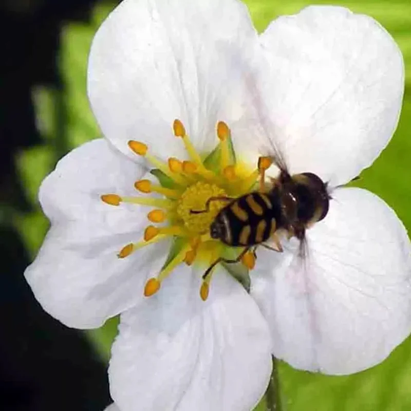 200 Alpine Strawberry Seeds - Heirloom Non-GMO Fruit, Perennial - Image 3