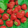 200 Alpine Strawberry Seeds - Heirloom Non-GMO Fruit, Perennial - Image 1