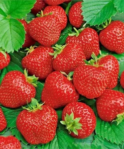200 Alpine Strawberry Seeds - Heirloom Non-GMO Fruit, Perennial - Image 1