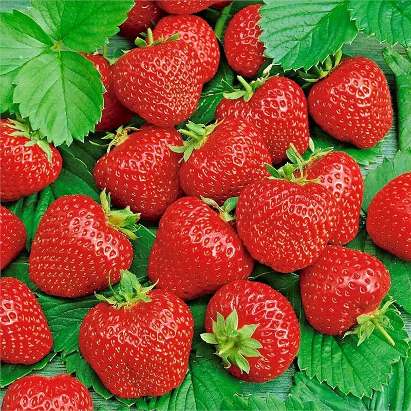 200 Alpine Strawberry Seeds - Heirloom Non-GMO Fruit, Perennial - Image 1