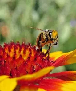 200+ Blanket Flower Hummingbird Mix Seeds - Perennial Gaillardia for Pollinators - Image 2
