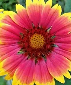 200+ Blanket Flower Hummingbird Mix Seeds - Perennial Gaillardia for Pollinators - Image 3