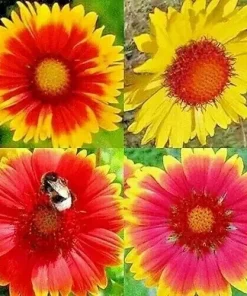200+ Blanket Flower Hummingbird Mix Seeds - Perennial Gaillardia for Pollinators - Image 1