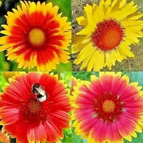 200+ Blanket Flower Hummingbird Mix Seeds - Perennial Gaillardia for Pollinators - Image 1