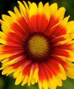 200+ Blanket Flower Hummingbird Mix Seeds - Perennial Gaillardia for Pollinators - Image 4