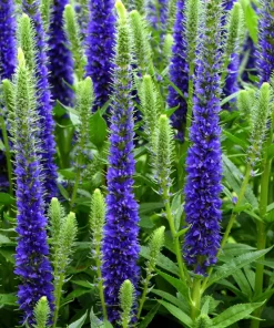 200 Blue Bouquet Veronica Spicata Seeds - Spike Speedwell Flower - Image 2
