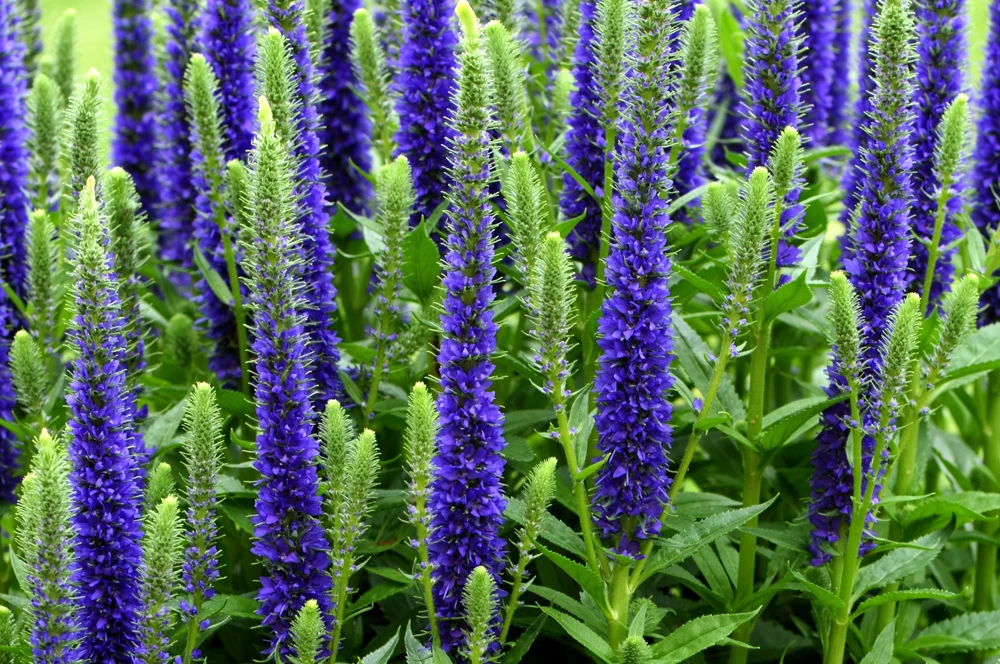 200 Blue Bouquet Veronica Spicata Seeds - Spike Speedwell Flower - Image 2