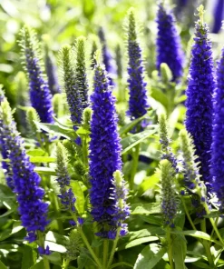 200 Blue Bouquet Veronica Spicata Seeds - Spike Speedwell Flower - Image 3