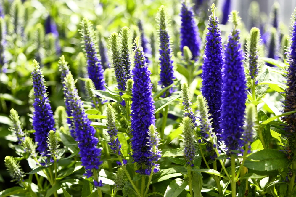 200 Blue Bouquet Veronica Spicata Seeds - Spike Speedwell Flower - Image 3