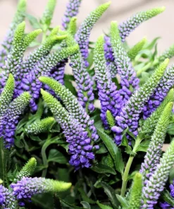 200 Blue Bouquet Veronica Spicata Seeds - Spike Speedwell Flower - Image 4