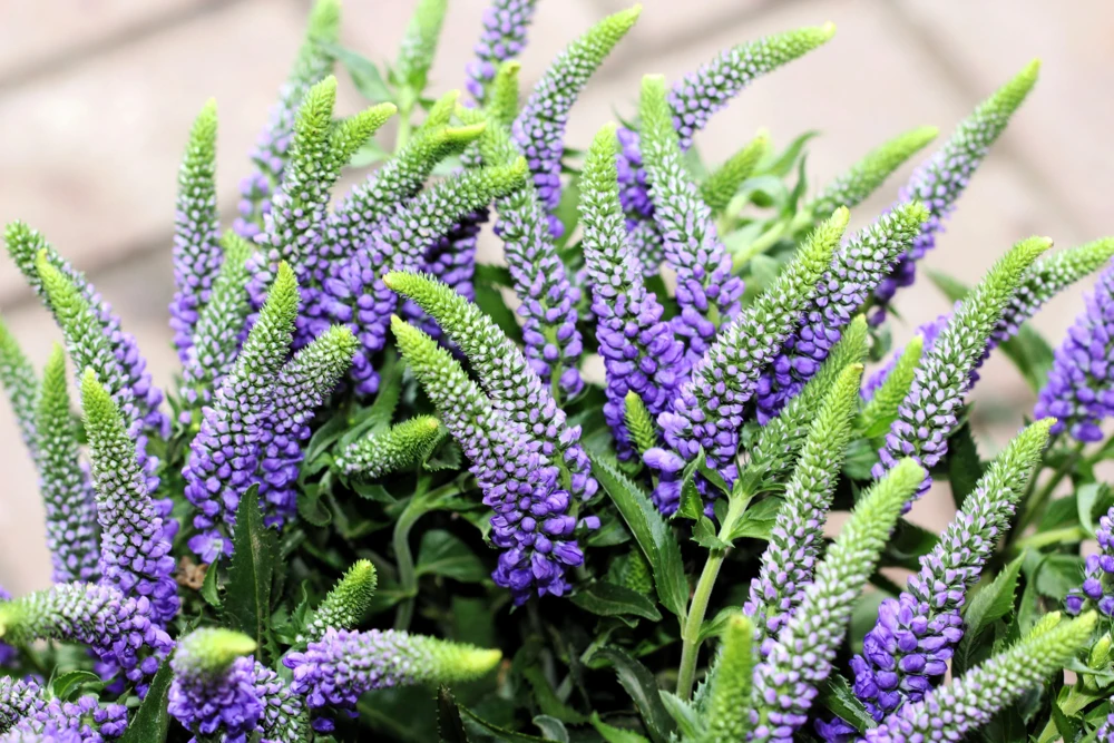 200 Blue Bouquet Veronica Spicata Seeds - Spike Speedwell Flower - Image 4