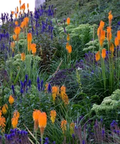 200 Blue Bouquet Veronica Spicata Seeds - Spike Speedwell Flower - Image 5