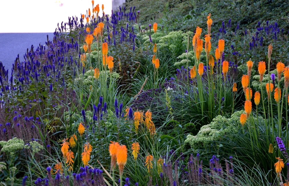 200 Blue Bouquet Veronica Spicata Seeds - Spike Speedwell Flower - Image 5
