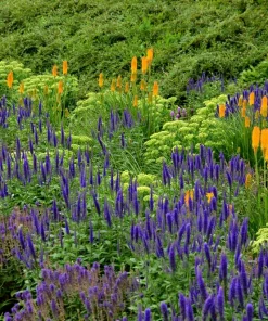 200 Blue Bouquet Veronica Spicata Seeds - Spike Speedwell Flower - Image 6