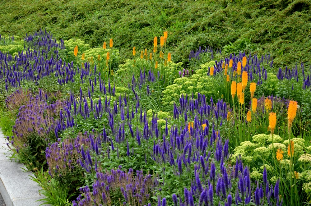 200 Blue Bouquet Veronica Spicata Seeds - Spike Speedwell Flower - Image 6