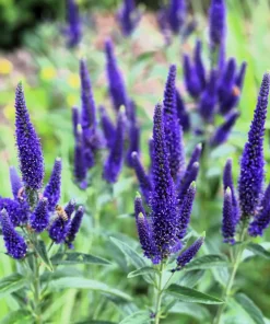 200 Blue Bouquet Veronica Spicata Seeds - Spike Speedwell Flower - Image 7