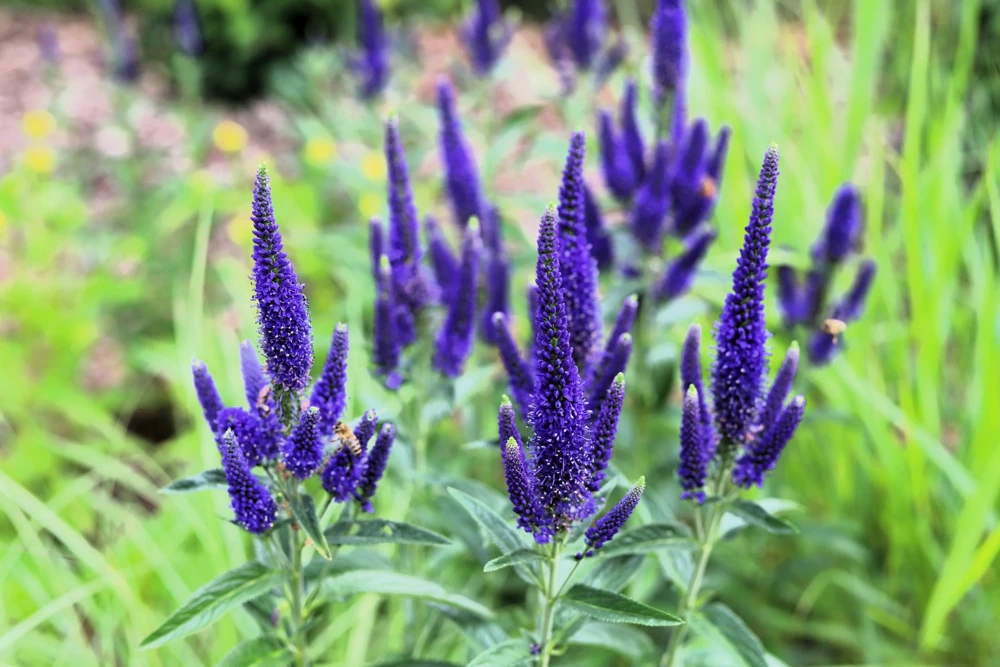 200 Blue Bouquet Veronica Spicata Seeds - Spike Speedwell Flower - Image 7