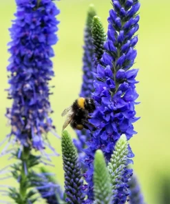 200 Blue Bouquet Veronica Spicata Seeds - Spike Speedwell Flower - Image 8