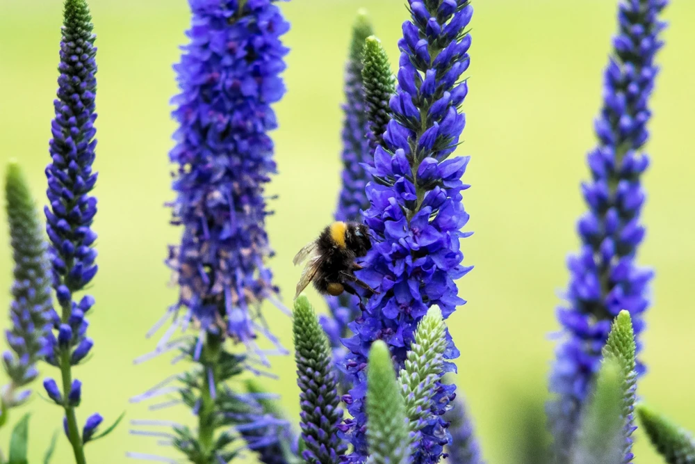 200 Blue Bouquet Veronica Spicata Seeds - Spike Speedwell Flower - Image 8