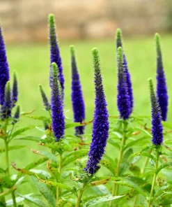 200 Blue Bouquet Veronica Spicata Seeds - Spike Speedwell Flower - Image 9