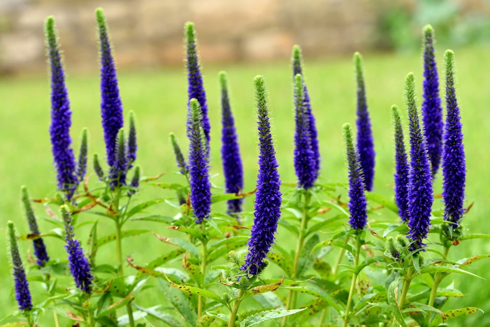 200 Blue Bouquet Veronica Spicata Seeds - Spike Speedwell Flower - Image 9