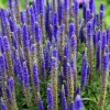 200 Blue Bouquet Veronica Spicata Seeds - Spike Speedwell Flower - Image 1