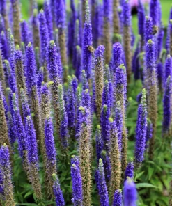 200 Blue Bouquet Veronica Spicata Seeds - Spike Speedwell Flower - Image 1