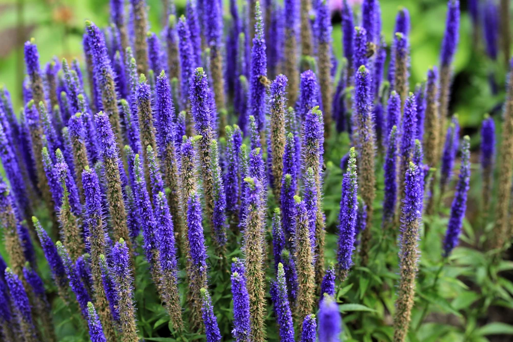 200 Blue Bouquet Veronica Spicata Seeds - Spike Speedwell Flower - Image 1