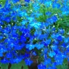 200 Blue Sapphire Lobelia Erinus Trailing Flower Seeds for Planters & Groundcover - Image 1