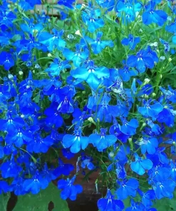 200 Blue Sapphire Lobelia Erinus Trailing Flower Seeds for Planters & Groundcover - Image 1