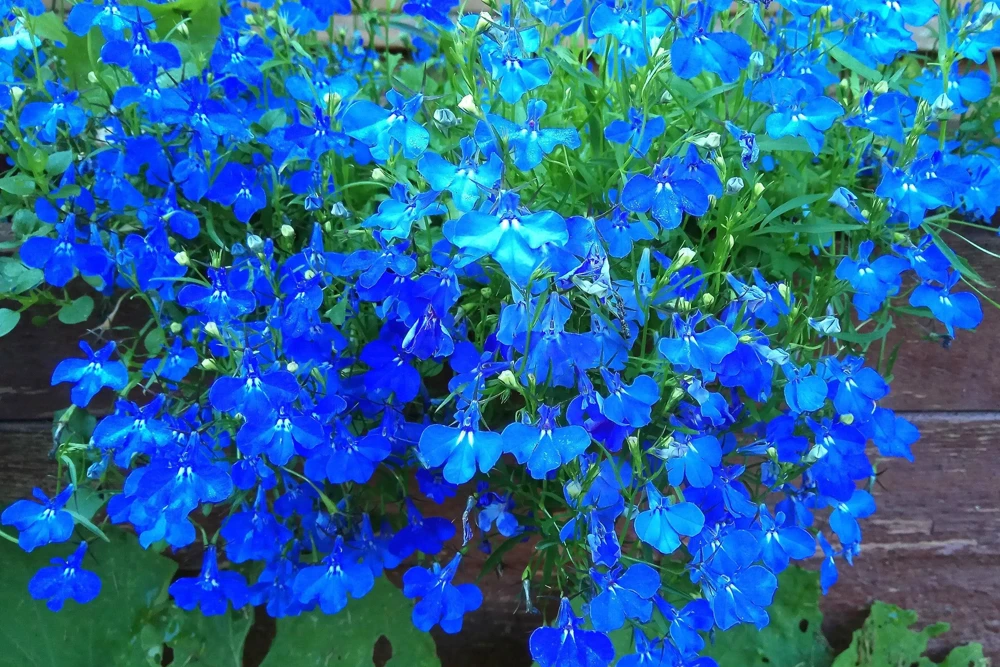 200 Blue Sapphire Lobelia Erinus Trailing Flower Seeds for Planters & Groundcover - Image 1