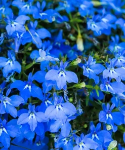 200 Blue Sapphire Lobelia Erinus Trailing Flower Seeds for Planters & Groundcover - Image 2