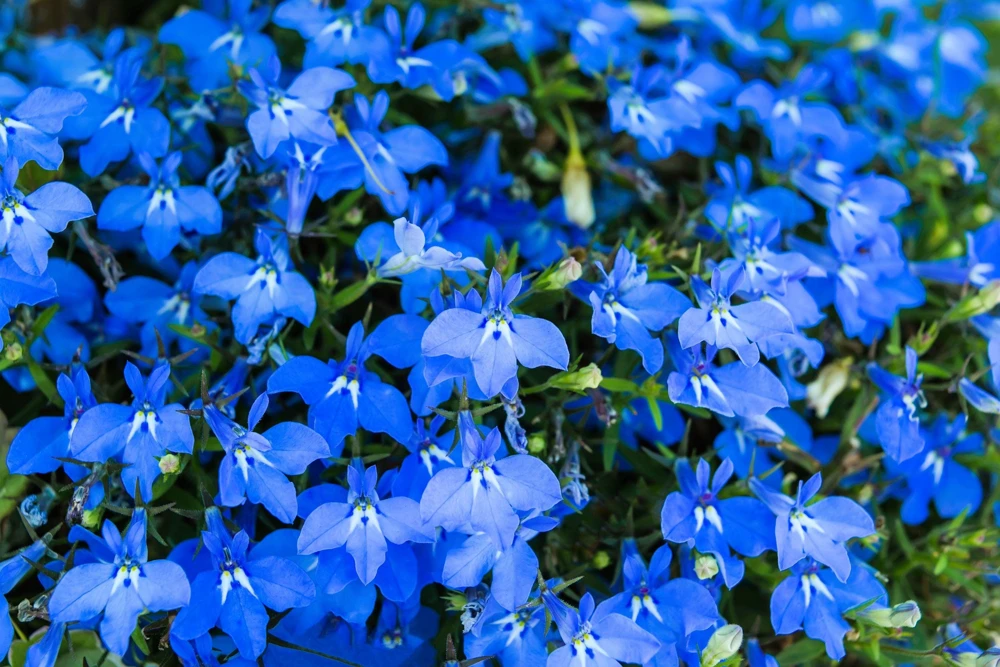 200 Blue Sapphire Lobelia Erinus Trailing Flower Seeds for Planters & Groundcover - Image 2