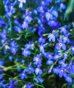200 Blue Sapphire Lobelia Erinus Trailing Flower Seeds for Planters & Groundcover - Image 3