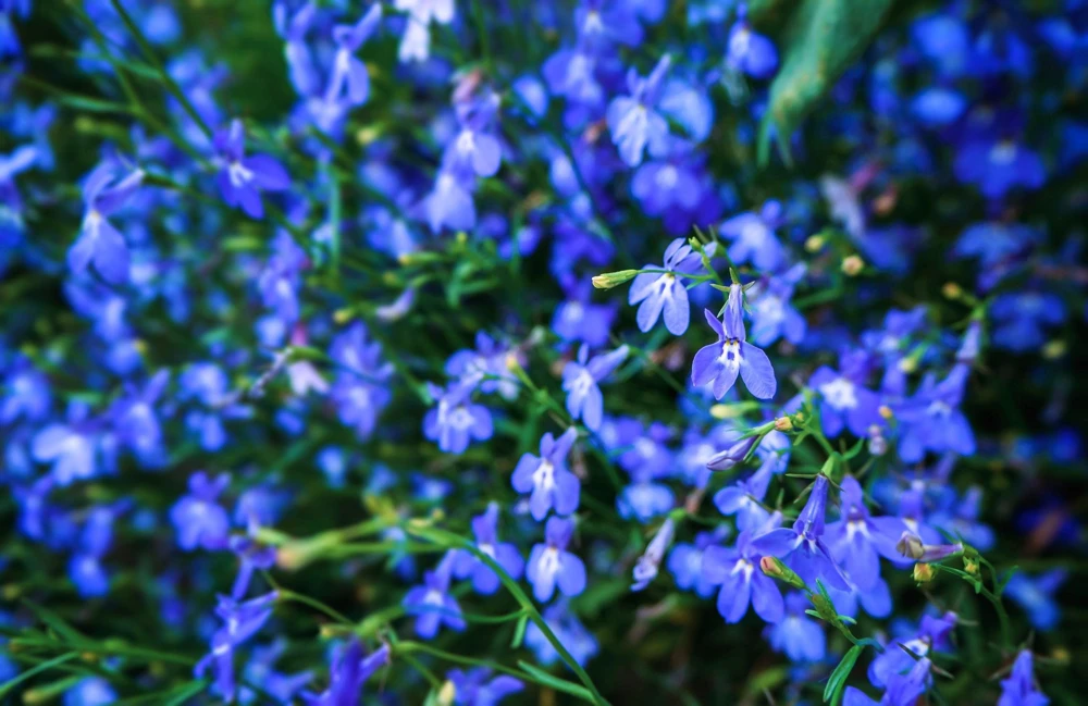 200 Blue Sapphire Lobelia Erinus Trailing Flower Seeds for Planters & Groundcover - Image 3