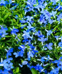 200 Blue Sapphire Lobelia Erinus Trailing Flower Seeds for Planters & Groundcover - Image 4