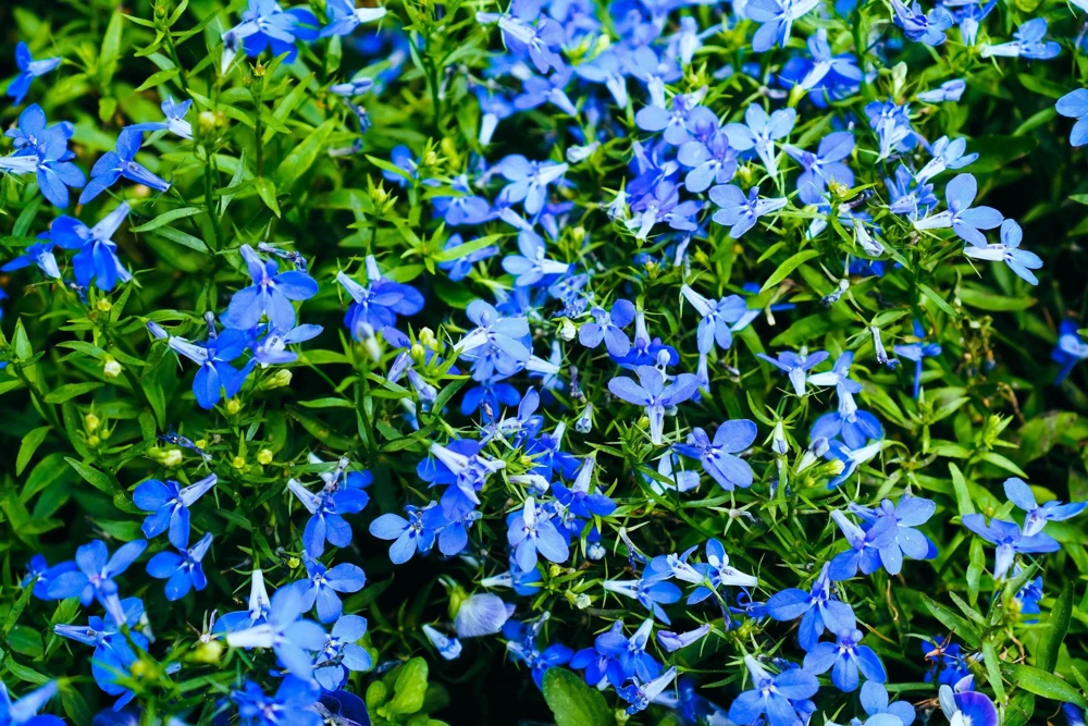 200 Blue Sapphire Lobelia Erinus Trailing Flower Seeds for Planters & Groundcover - Image 4