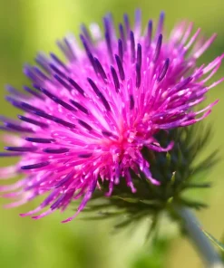 200 Burdock Arctium Lappa Herb Flower Seeds - Edible, Medicinal & Ornamental - Image 11