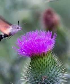 200 Burdock Arctium Lappa Herb Flower Seeds - Edible, Medicinal & Ornamental - Image 12