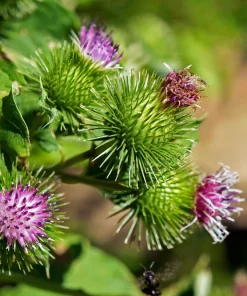 200 Burdock Arctium Lappa Herb Flower Seeds - Edible, Medicinal & Ornamental - Image 13