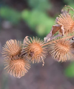 200 Burdock Arctium Lappa Herb Flower Seeds - Edible, Medicinal & Ornamental - Image 14