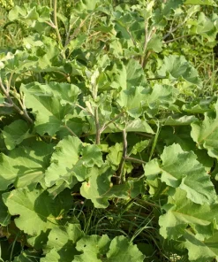 200 Burdock Arctium Lappa Herb Flower Seeds - Edible, Medicinal & Ornamental - Image 2