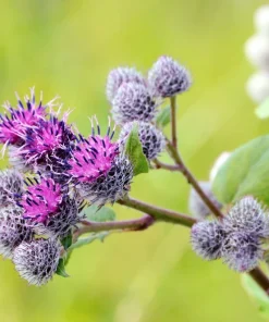 200 Burdock Arctium Lappa Herb Flower Seeds - Edible, Medicinal & Ornamental - Image 3