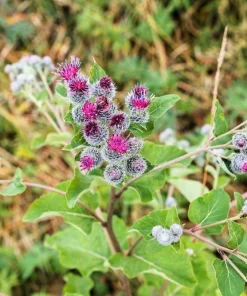 200 Burdock Arctium Lappa Herb Flower Seeds - Edible, Medicinal & Ornamental - Image 4