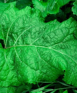 200 Burdock Arctium Lappa Herb Flower Seeds - Edible, Medicinal & Ornamental - Image 5