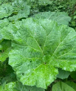 200 Burdock Arctium Lappa Herb Flower Seeds - Edible, Medicinal & Ornamental - Image 6