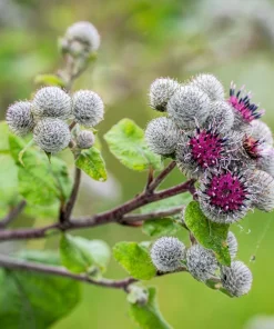 200 Burdock Arctium Lappa Herb Flower Seeds - Edible, Medicinal & Ornamental - Image 7
