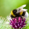 200 Burdock Arctium Lappa Herb Flower Seeds - Edible, Medicinal & Ornamental - Image 1