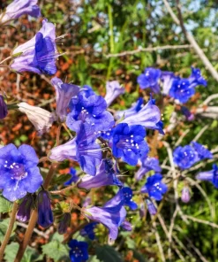 200 California Bluebell Phacelia Campanularia Flower Seeds - Wild Canterbury Blue Bell - Image 10