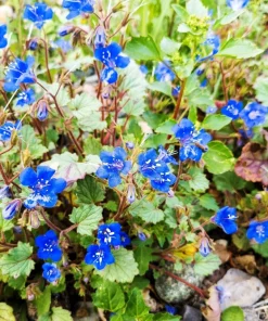 200 California Bluebell Phacelia Campanularia Flower Seeds - Wild Canterbury Blue Bell - Image 2